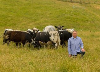 Paddock-bred performance