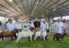Boer Goats results