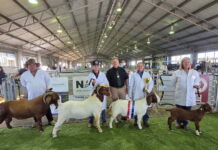 Boer Goats results