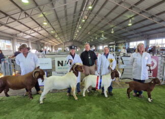 Boer Goats results